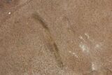 Partial Tully Monster (Tullimonstrum) - Mazon Creek #377819-1